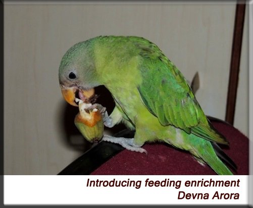 Devna Arora - Feeding enrichment